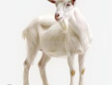 Продаются козы оптом 