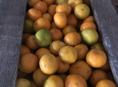 Продам на сок мандарины 