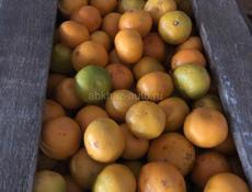 Продам на сок мандарины 