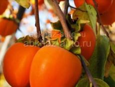 Бычье сердце покупка