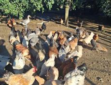 Продаются куры,петухи,гуси,цецарка 