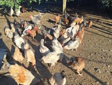 Продаются куры,петухи,гуси,цецарка 