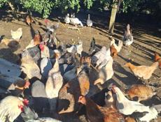 Продаются куры,петухи,гуси,цецарка 