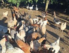 Продаются куры,петухи,гуси,цецарка 