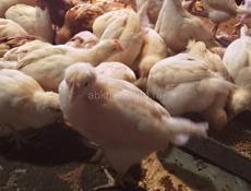 Цыплята месячные 