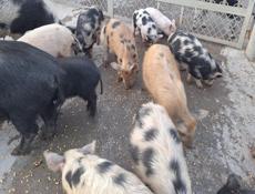 Продаются свиньи 