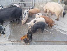 Продаются свиньи 