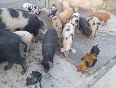 Продаются свиньи 