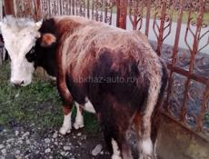 Продаётся два быка по 50т, оба 85кг до 90кг