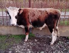 Продаётся два быка по 50т, оба 85кг до 90кг