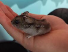 Джунгарские сирийские хомяки.