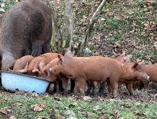 Продаю духовочные поросята