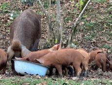 Продаю духовочные поросята 