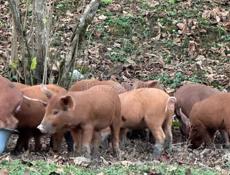 Продаю духовочные поросята