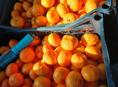 Мандарины 🍊 200 кг собранные