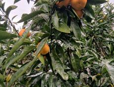 Мандарины 🍊 200 кг собранные