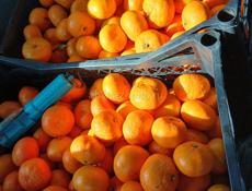 Мандарины 🍊 200 кг собранные