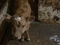 Продаю теленка бычка 