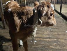 Все вопросы по телефону +79407755510