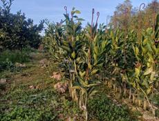 Продаются раннеспелые сорта цитрусовых 