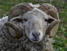 Баран породистый