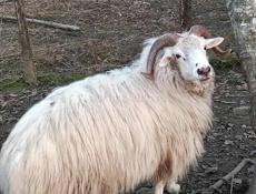 Продается баран