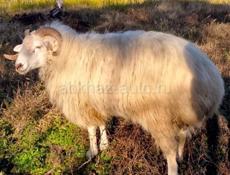 Продается баран