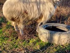 Продается баран