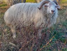 Продается баран