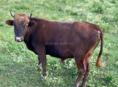 Продается бычек
