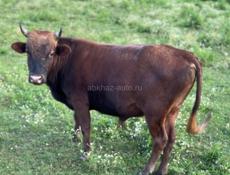 Продается бычек