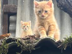 Отдаем котят в добрые руки