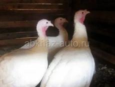 Индюки живые и чищеные