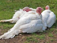 Индюки живые и чищеные