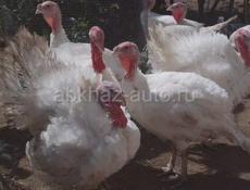 Индюки живые и чищеные