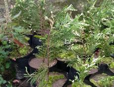 Продаются декоративные ёлки цена договорная!)