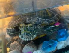 Продается красноухая черепаха