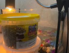 Продается красноухая черепаха