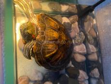 Продается красноухая черепаха