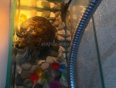 Продается красноухая черепаха