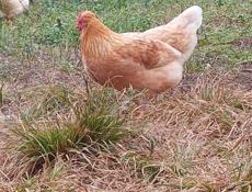 Яйцо домашнее