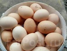 Яйцо домашнее