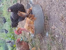 Яйцо домашнее