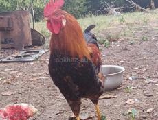 Яйцо домашнее