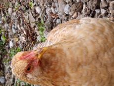 Яйцо домашнее