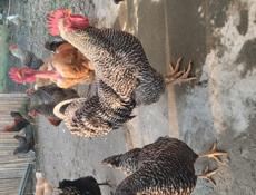 Яйцо домашнее