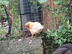 Яйцо домашнее