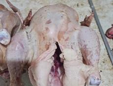 КУРЫ НА ПРОДАЖУ!