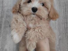 Пудель, Мальиипу, Пушон, Кавапу