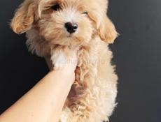 Пудель, Мальиипу, Пушон, Кавапу